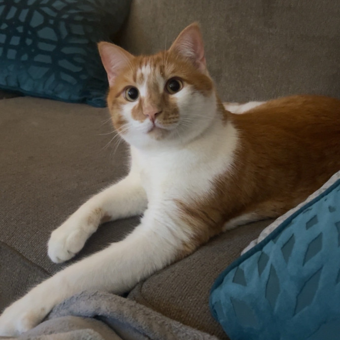 Kiki's Kitty Sitty