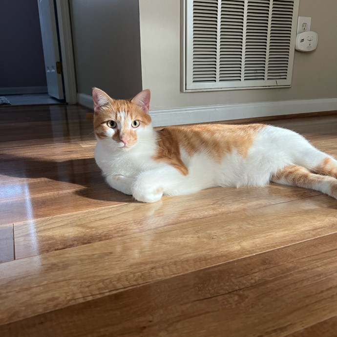 Kiki's Kitty Sitty