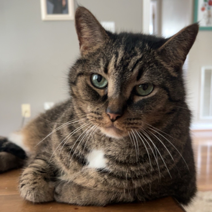 Kiki's Kitty Sitty