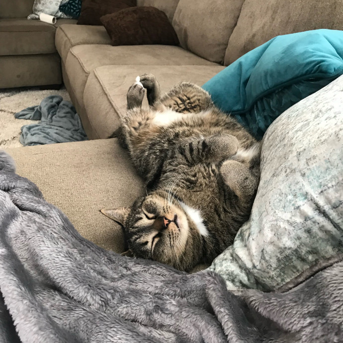 Kiki's Kitty Sitty