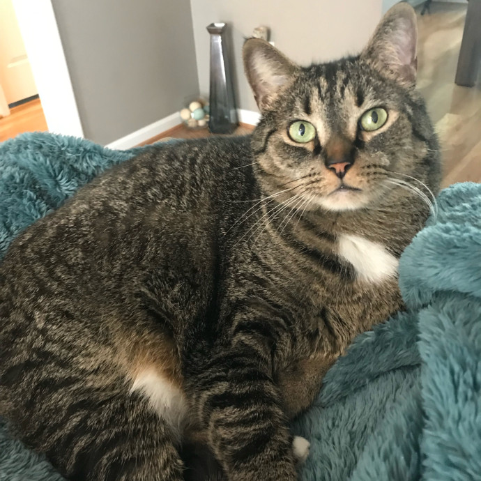 Kiki's Kitty Sitty