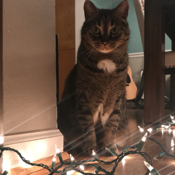 Kiki's Kitty Sitty