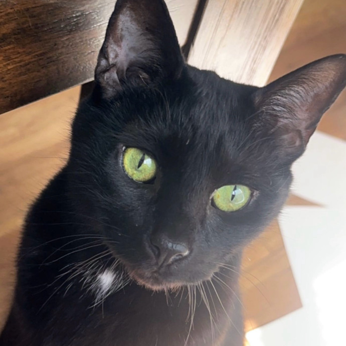 Kiki's Kitty Sitty