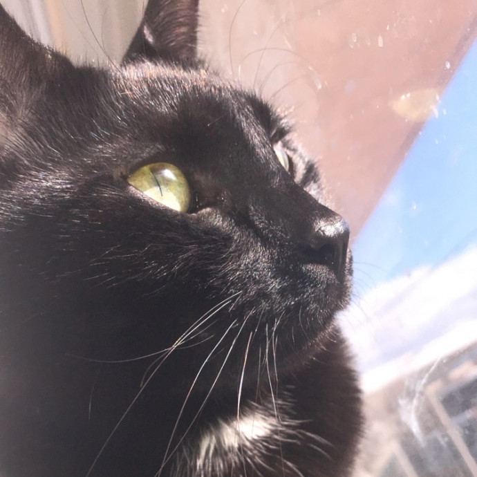 Kiki's Kitty Sitty