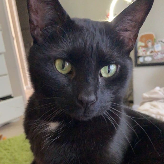 Kiki's Kitty Sitty