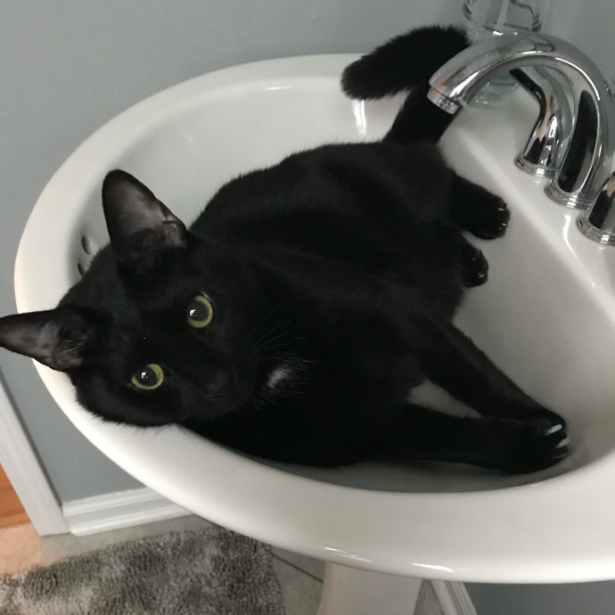 Kiki's Kitty Sitty