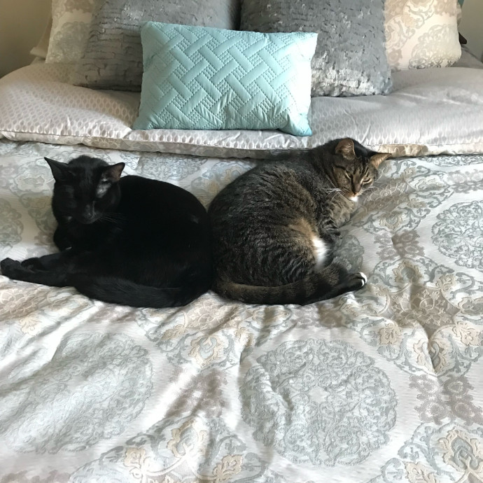 Kiki's Kitty Sitty