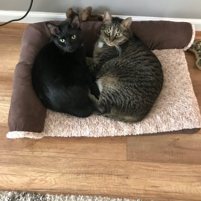 Kiki's Kitty Sitty photo 3