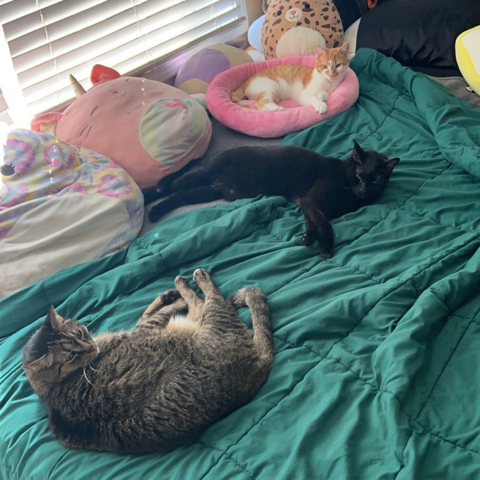 Kiki's Kitty Sitty photo 2