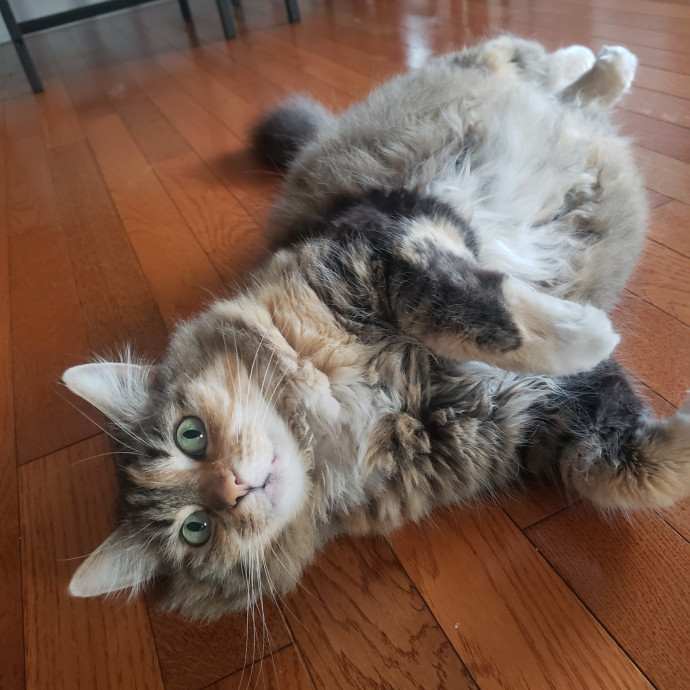 Ashley's Cat Care