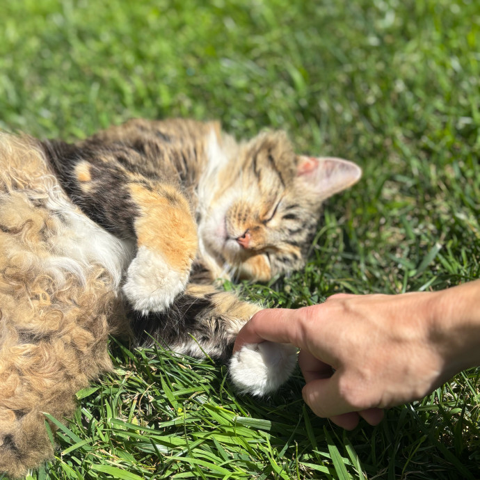 Ashley's Cat Care photo 3