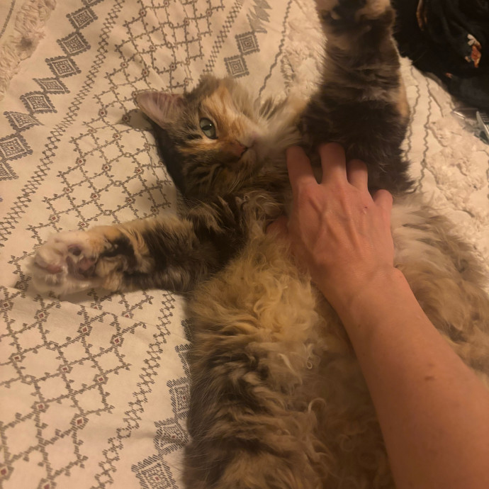 Ashley's Cat Care photo 2