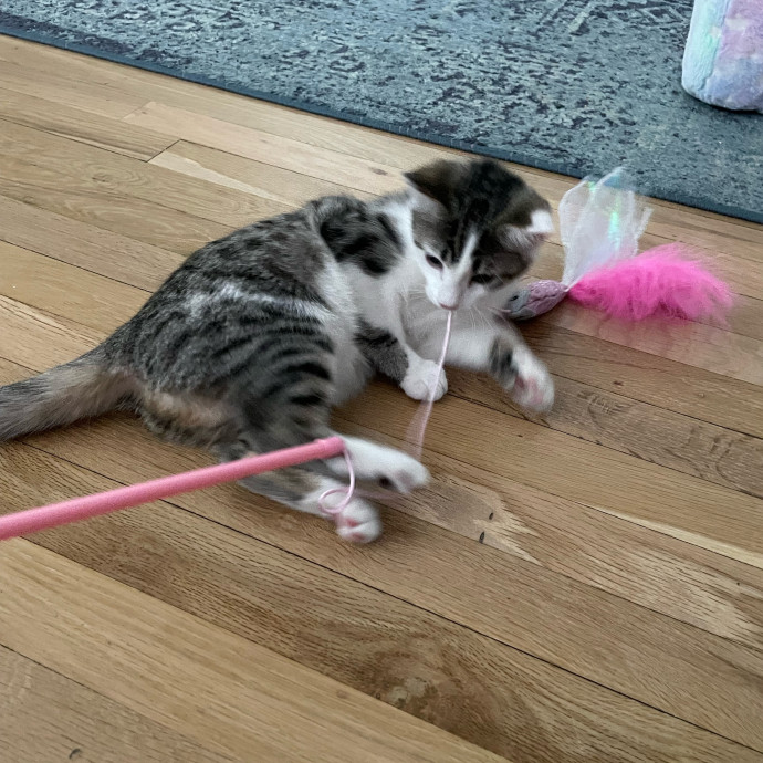 Caring And Reliable Cat Sitter