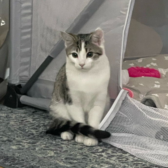 Caring And Reliable Cat Sitter