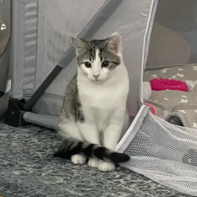 Caring And Reliable Cat Sitter