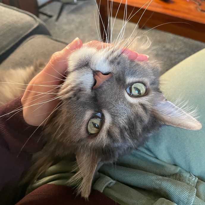 Caring And Reliable Cat Sitter