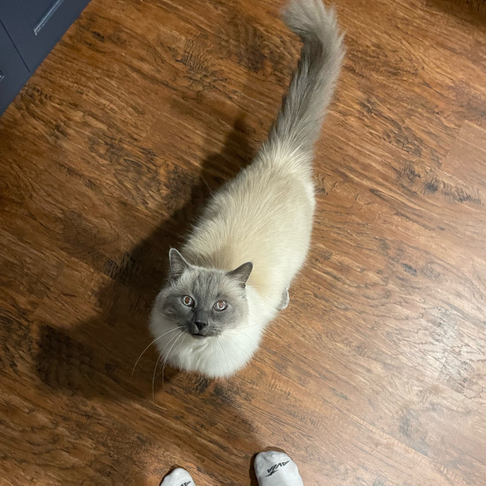 Caring And Reliable Cat Sitter
