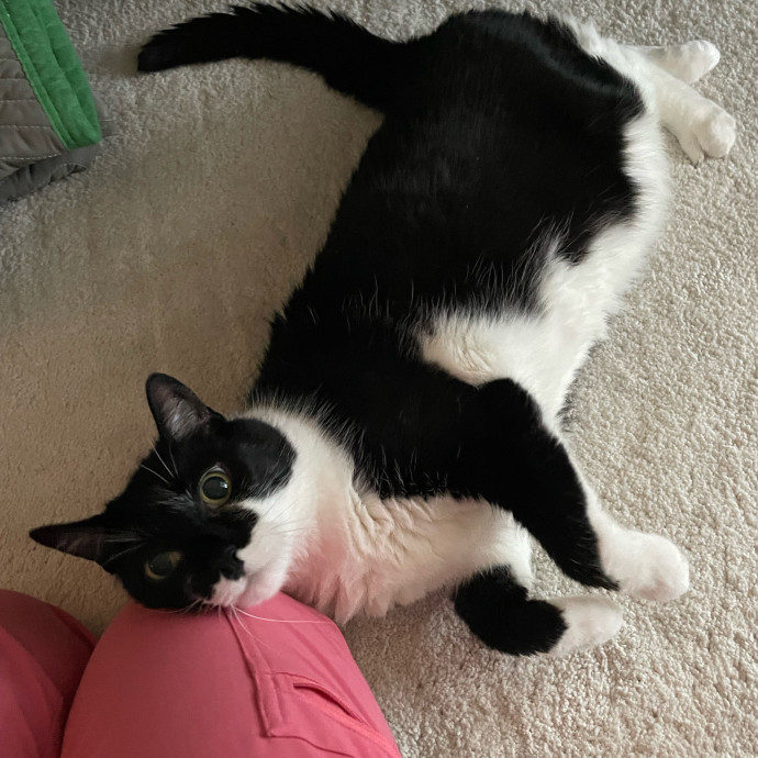 Caring And Reliable Cat Sitter