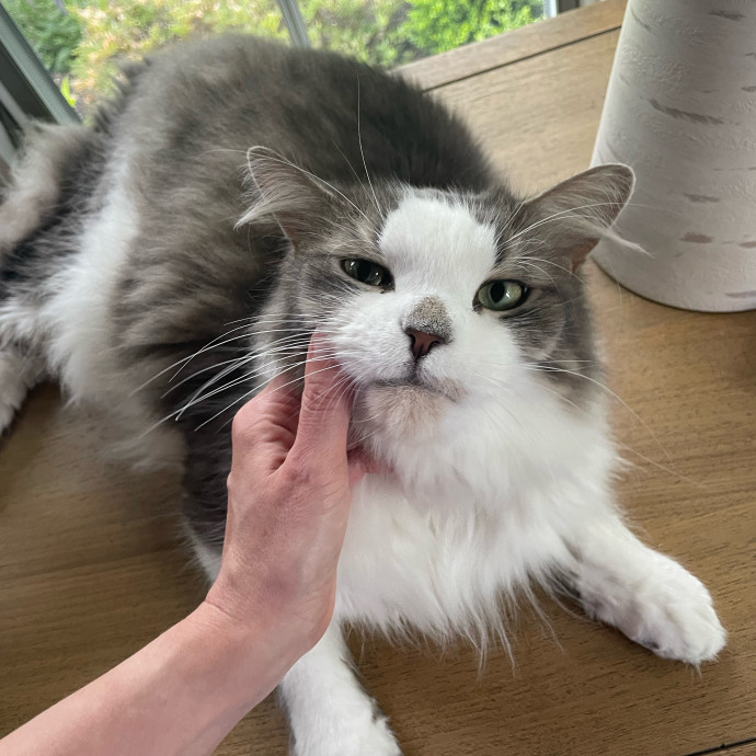 Caring And Reliable Cat Sitter