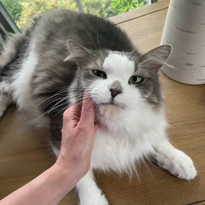 Caring And Reliable Cat Sitter