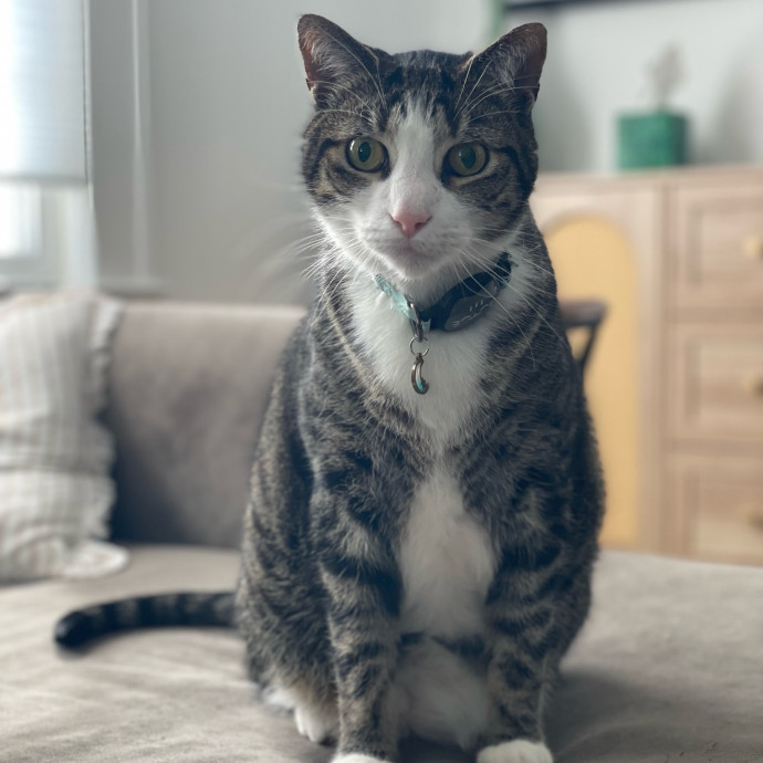 Caring And Reliable Cat Sitter
