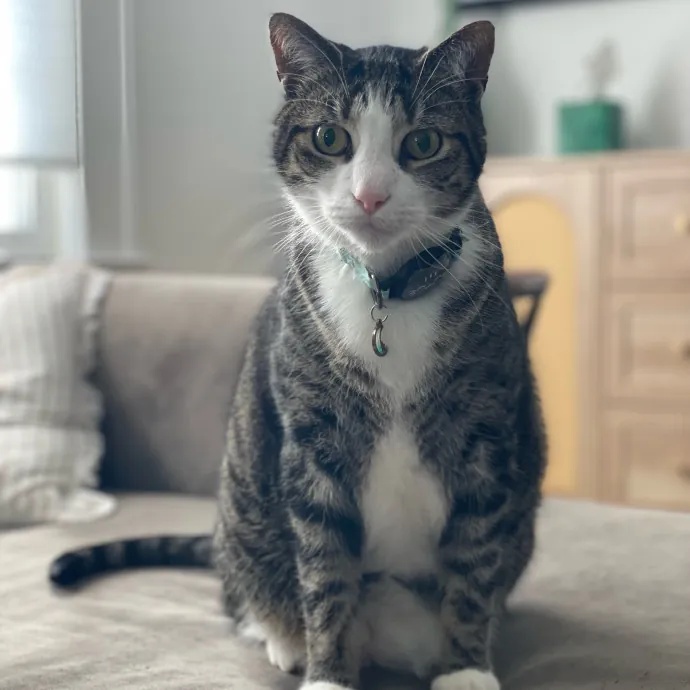 Caring And Reliable Cat Sitter