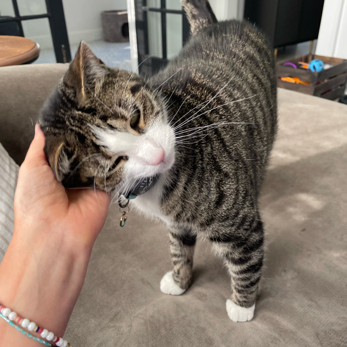Caring And Reliable Cat Sitter