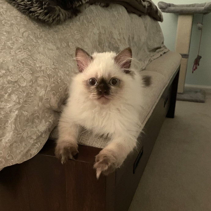 Caring And Reliable Cat Sitter