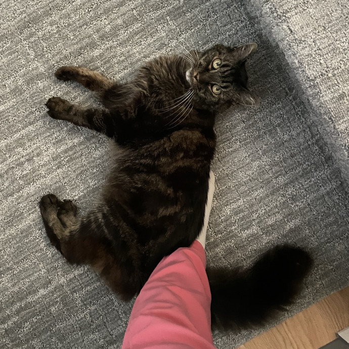 Caring And Reliable Cat Sitter