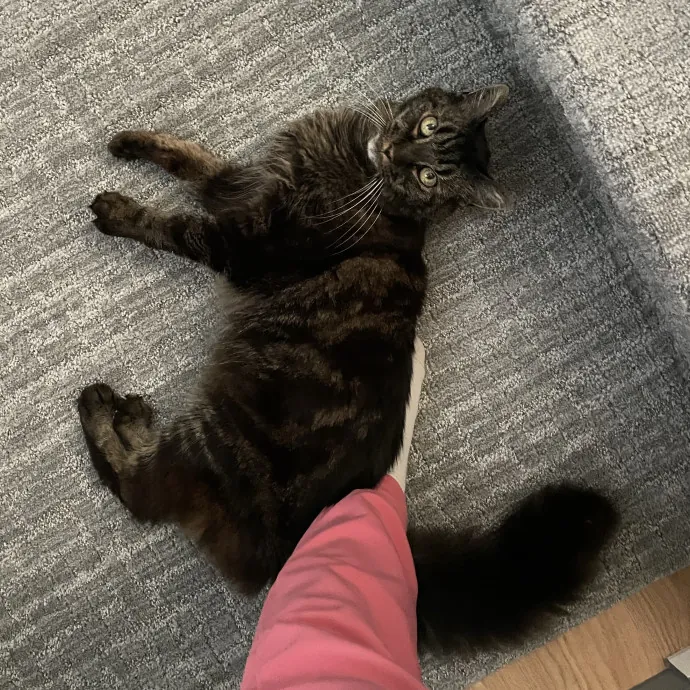 Caring And Reliable Cat Sitter