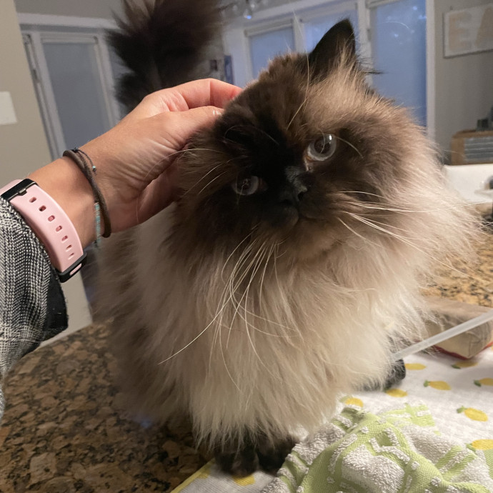 Caring And Reliable Cat Sitter