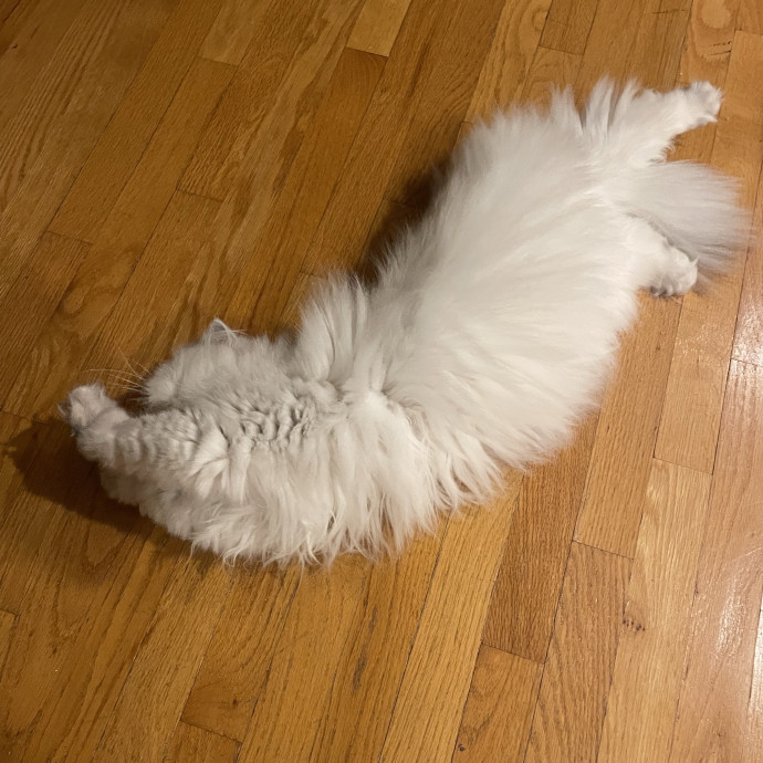 Caring And Reliable Cat Sitter