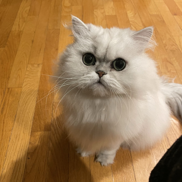 Caring And Reliable Cat Sitter