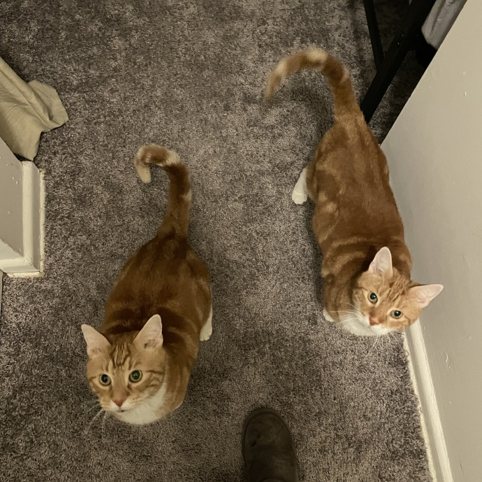 Caring And Reliable Cat Sitter
