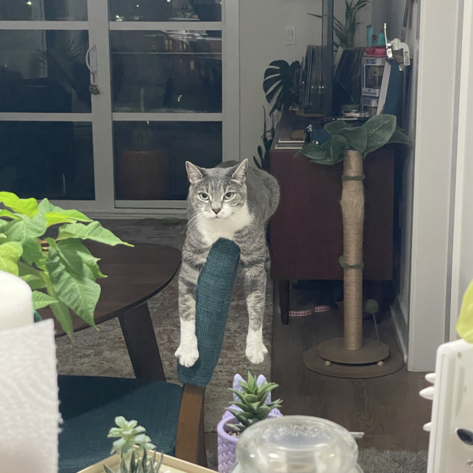 Caring And Reliable Cat Sitter