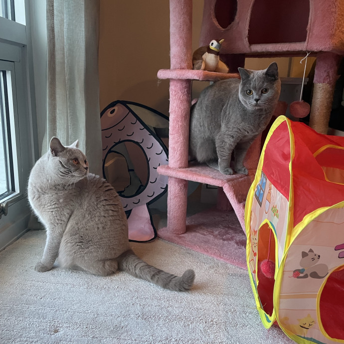 Caring And Reliable Cat Sitter photo 3