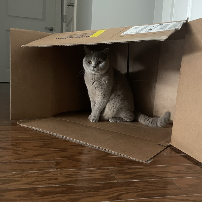 Caring And Reliable Cat Sitter photo 2