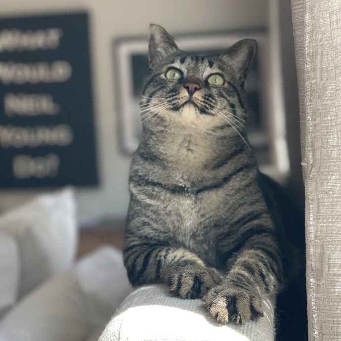 Caring And Reliable Cat Sitter