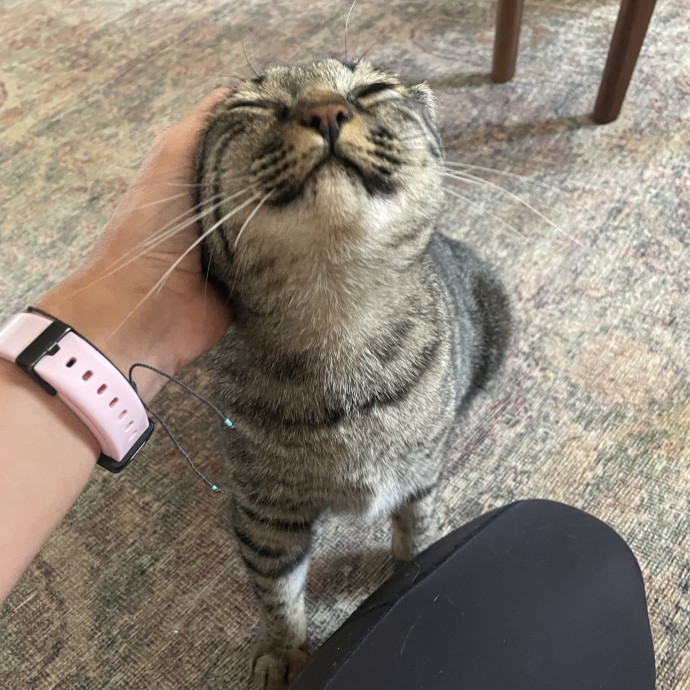 Caring And Reliable Cat Sitter