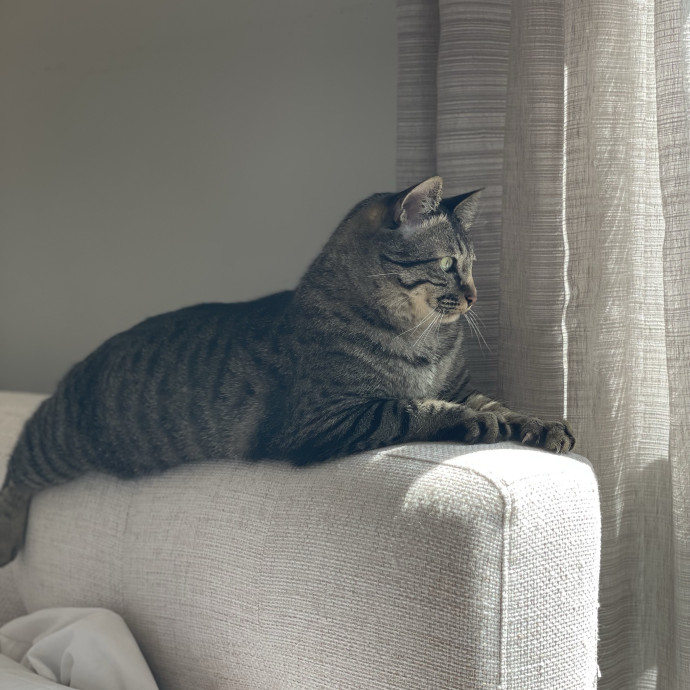 Caring And Reliable Cat Sitter photo 3