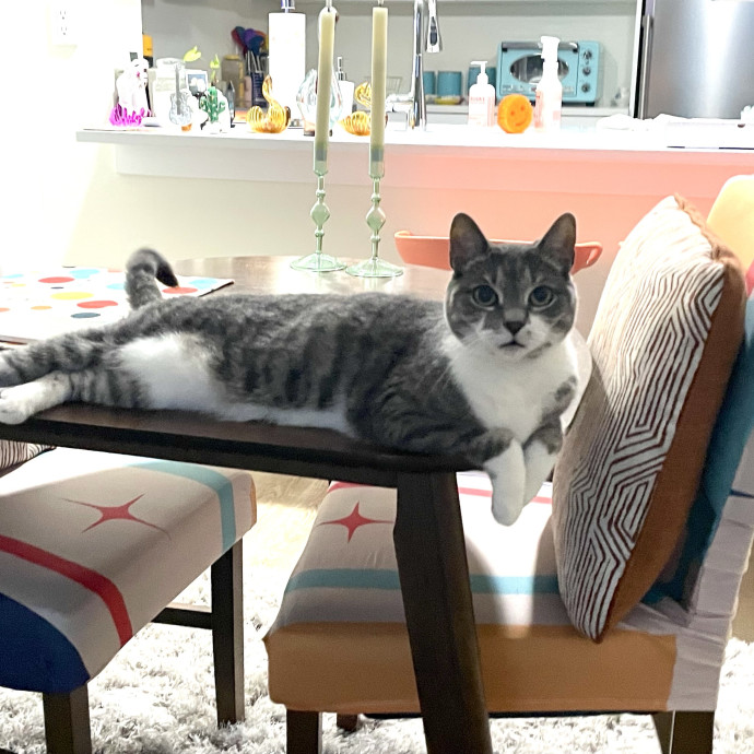 Caring And Reliable Cat Sitter photo 2