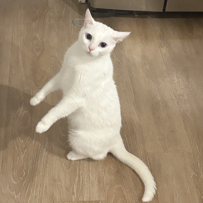 Clt's Best Cat Sitter