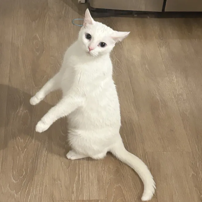 Clt's Best Cat Sitter
