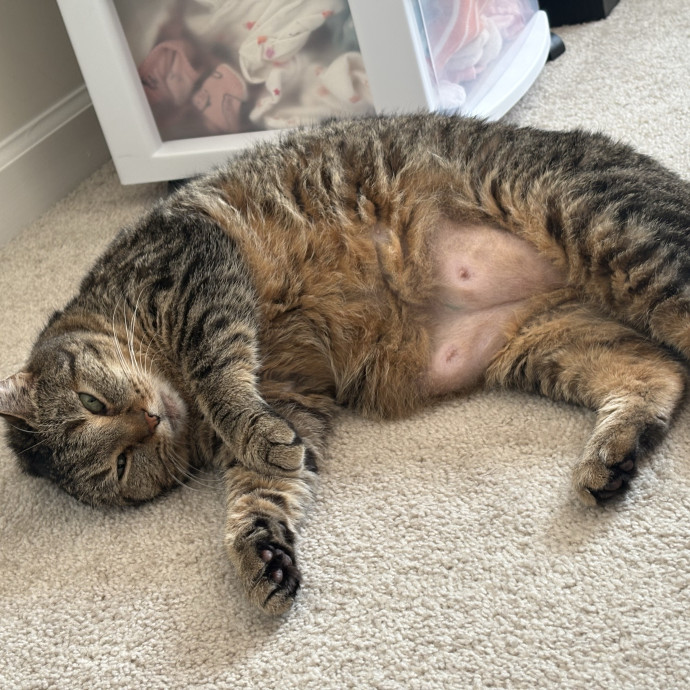 Clt's Best Cat Sitter