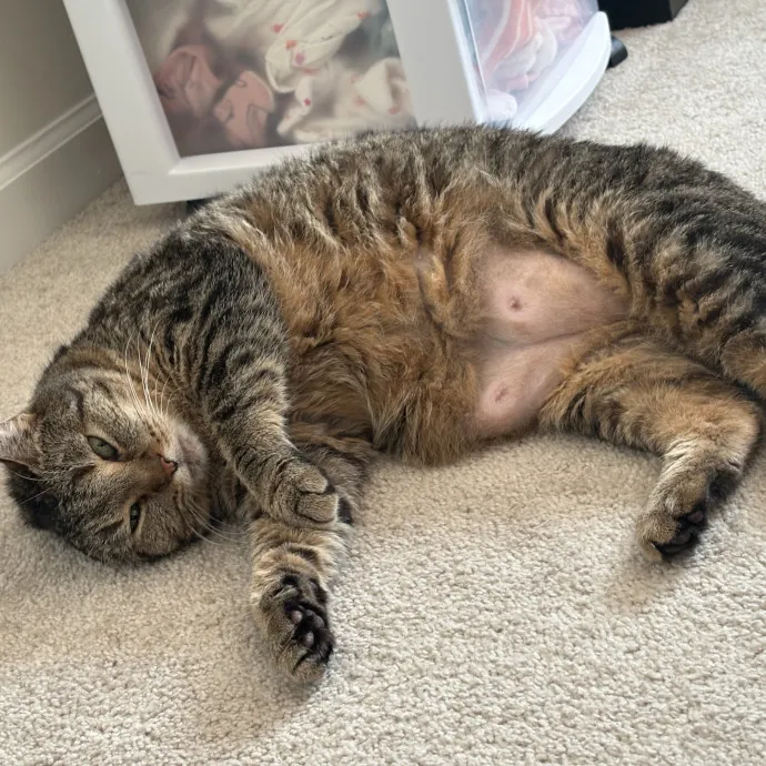 Clt's Best Cat Sitter photo 4