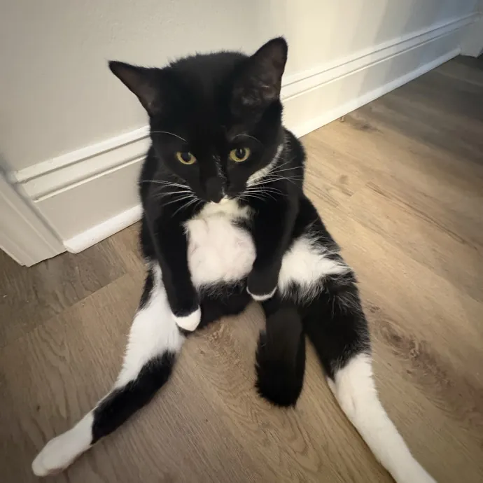Clt's Best Cat Sitter photo 3