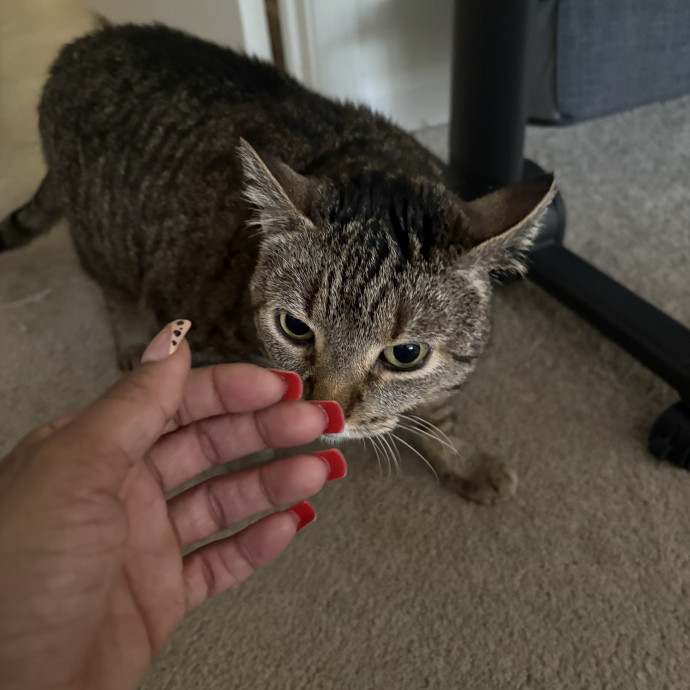 Clt's Best Cat Sitter