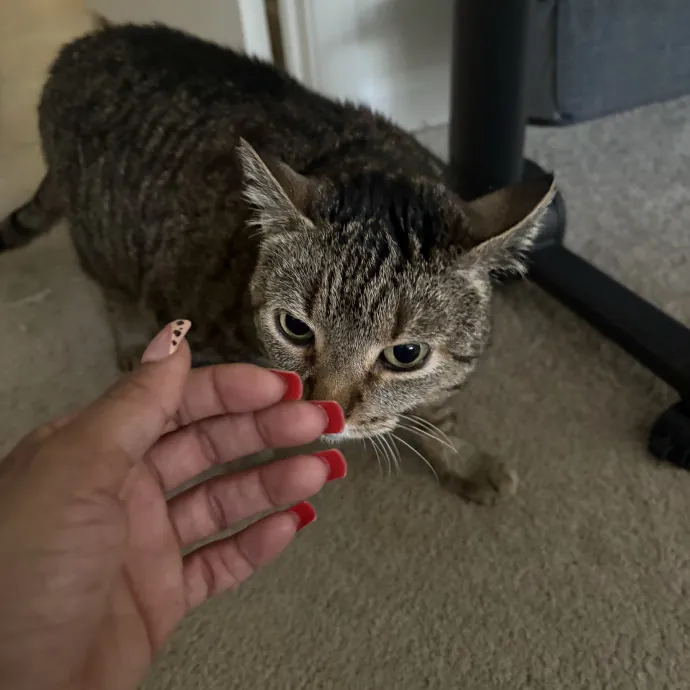 Clt's Best Cat Sitter photo 2