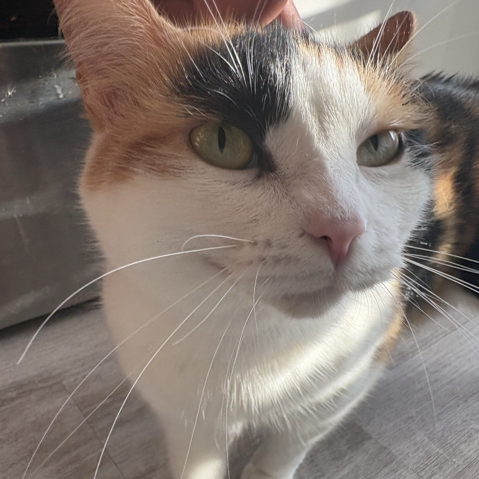 Clt's Best Cat Sitter