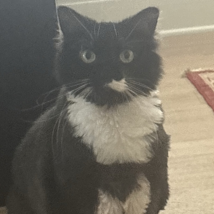 Clt's Best Cat Sitter